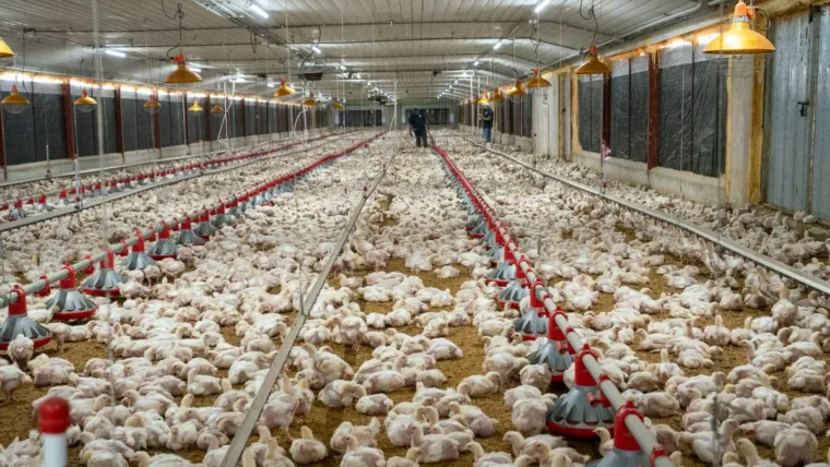 ADA reporta aumento de producción avícola y advierte presión