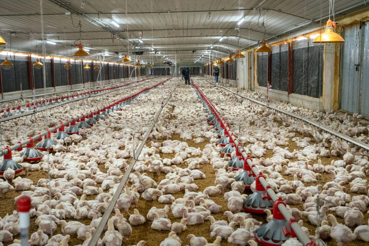 ADA reporta aumento de producción avícola y advierte presión por mayores costos