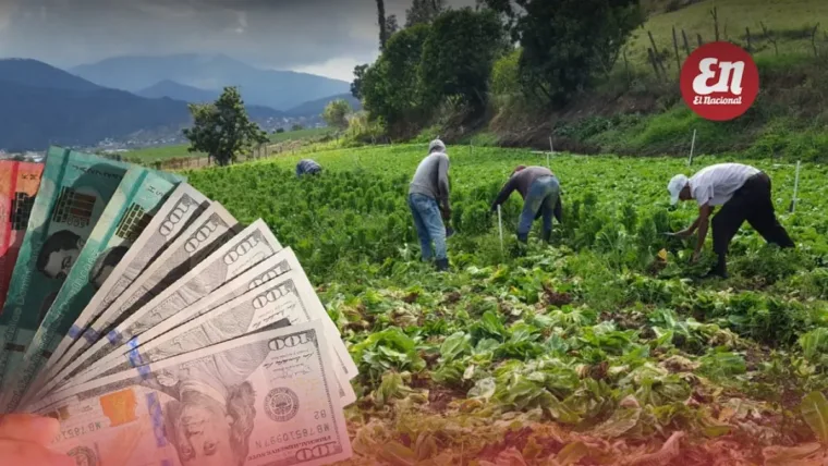 Caen entre 45 % y 87 % recursos programas fomentan agro; ven