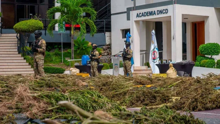 ¿Cuántas personas han sido arrestadas por plantaciones de
