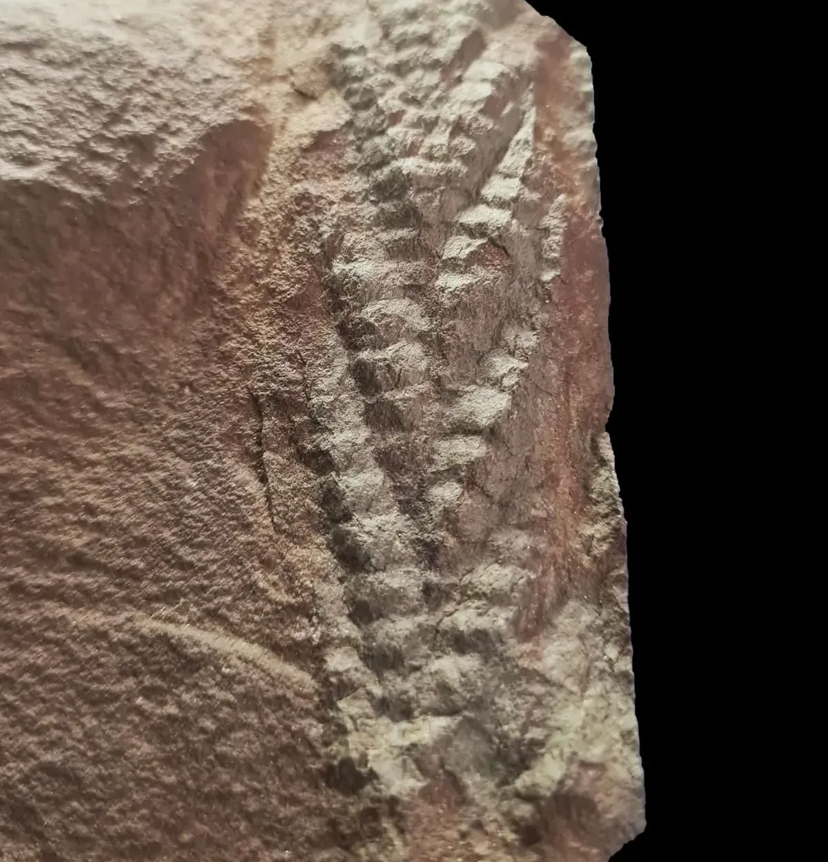 Descubren un fósil de Charnia, uno de los animales más antiguos, con 560 millones de años