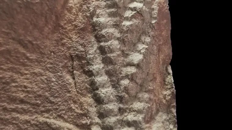 Descubren un fósil de Charnia, uno de los animales más