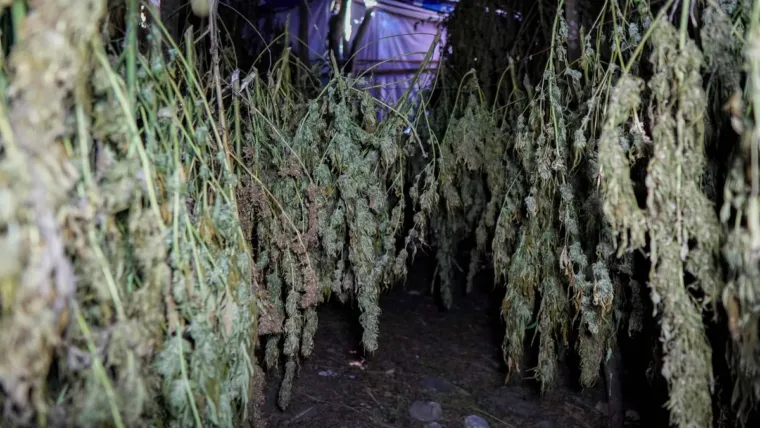 Desmantelan dos sembradíos con más de 5 mil plantas de