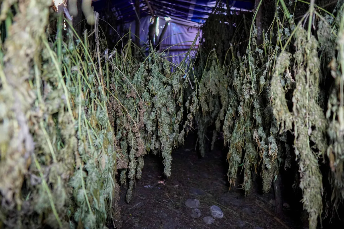 Desmantelan dos sembradíos con más de 5 mil plantas de marihuana en zonas montañosas de Azua