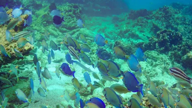 Día Nacional de los Arrecifes de Coral
