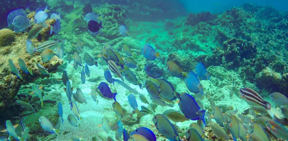 Día Nacional de los Arrecifes de Coral
