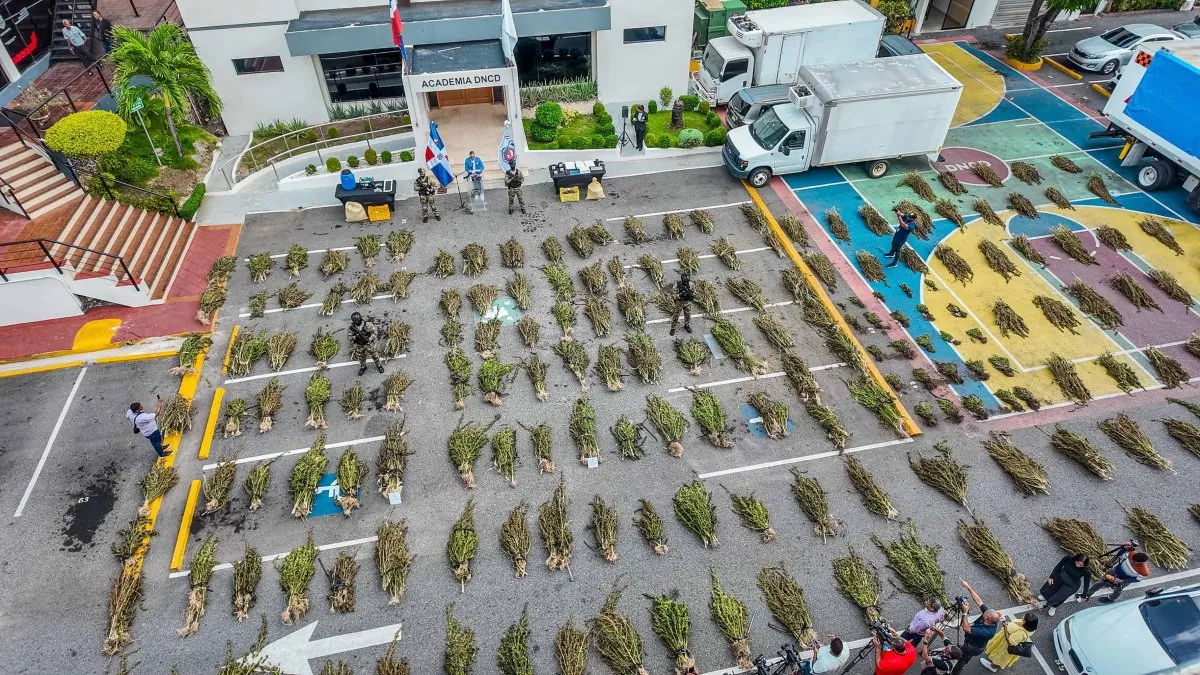 DNCD ocupa 5,364 plantas de marihuana durante operativos en Azua