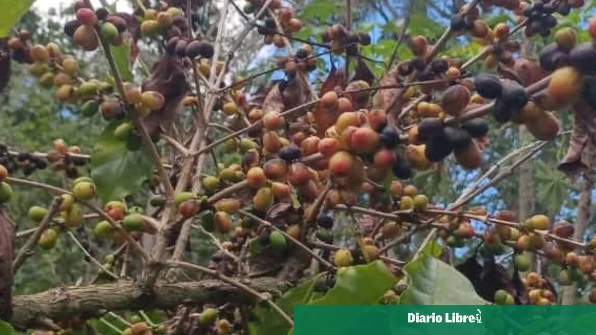 El Niño comienza a dejar efectos: en Arroyo Cano, San Juan, la sequía afecta producción de café
