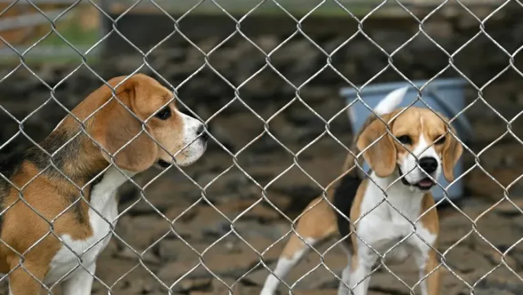 Empresa emergente de IA utiliza perros para detectar el cáncer
