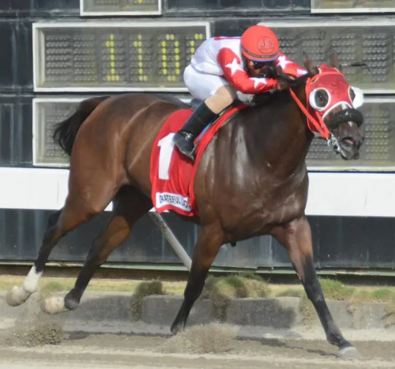 Grateful Lady, favorita para ganar Clásico Felo Flores en el Quinto Centenario este sábado