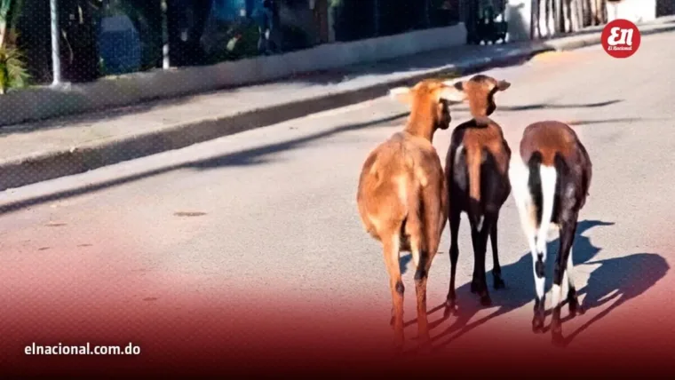 Insólito video viral: Tres ovejas se detienen al escuchar el