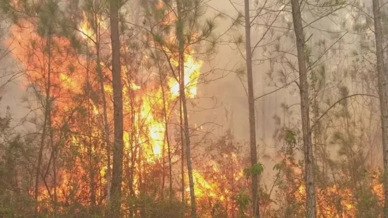 Observatorio alerta sobre emergencia por incendios forestales