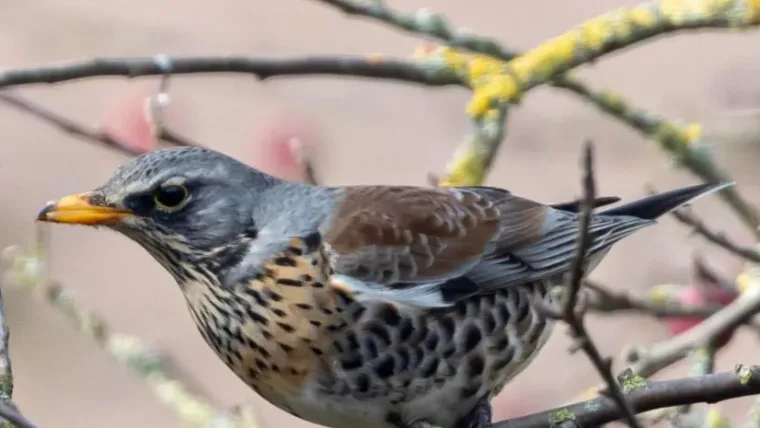 Según BirdLife, casi la mitad de las especies de aves
