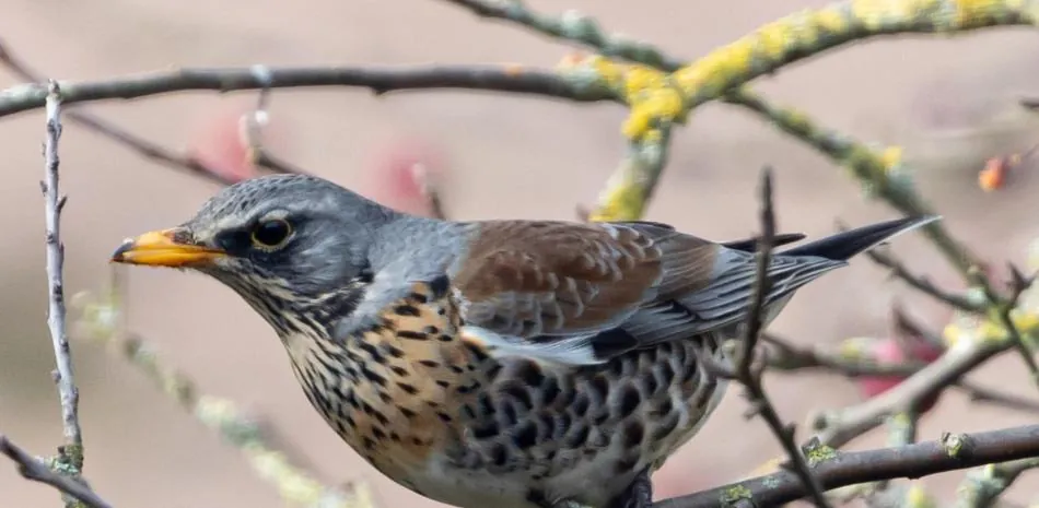 Según BirdLife, casi la mitad de las especies de aves migratorias del mundo está en declive