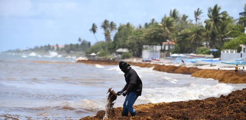 Solución al sargazo: más que un esfuerzo aislado, necesita una alianza caribeña