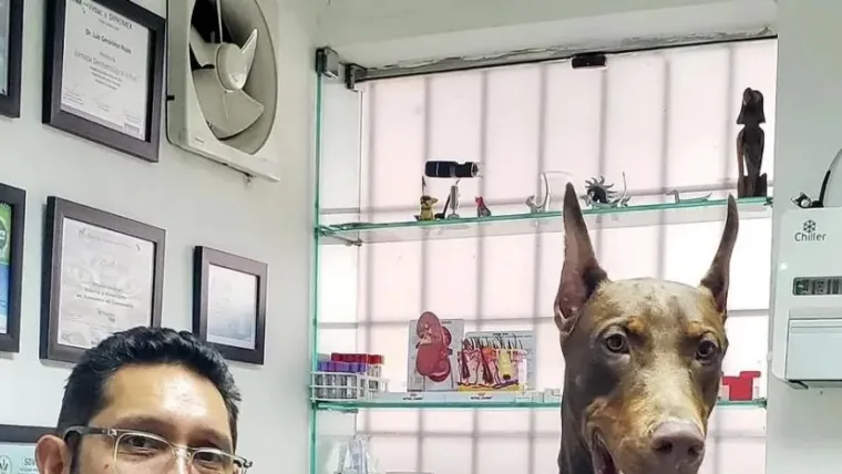 Terremotos y mascotas: Esto debe incluir tu botiquín si