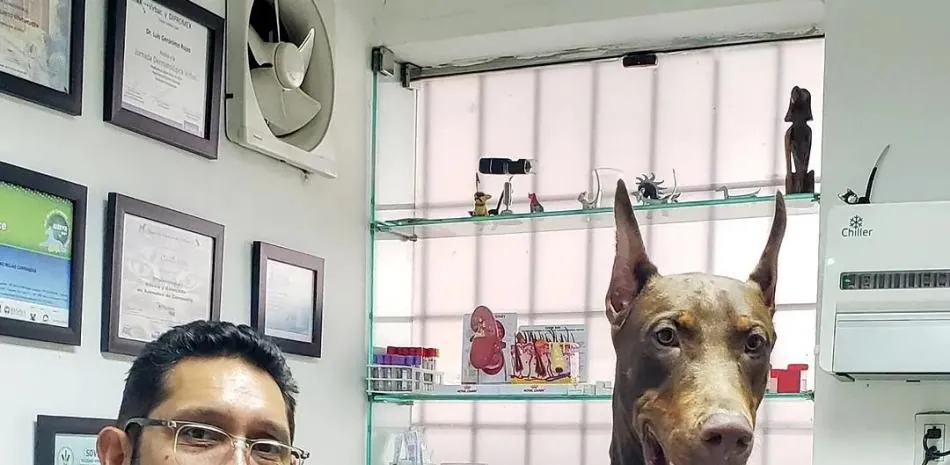 Terremotos y mascotas: Esto debe incluir tu botiquín si tienes perros y gatos