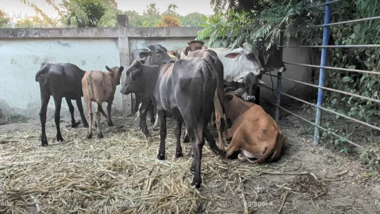 Tráfico de animales desde Haití eleva la alerta sanitaria por