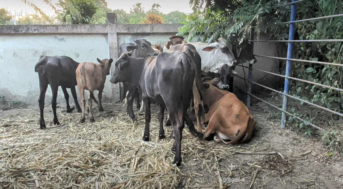 Tráfico de animales desde Haití eleva la alerta sanitaria por posible presencia de ántrax en Dajabón