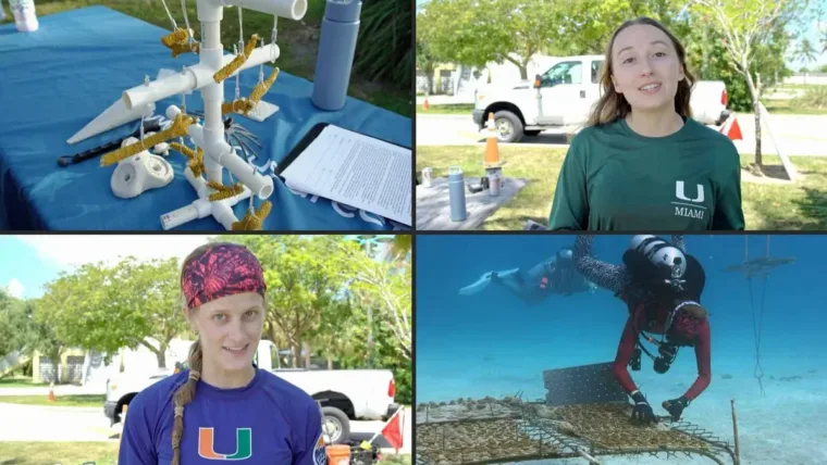 VIDEO | Científicos de Florida buscan corales resistentes al