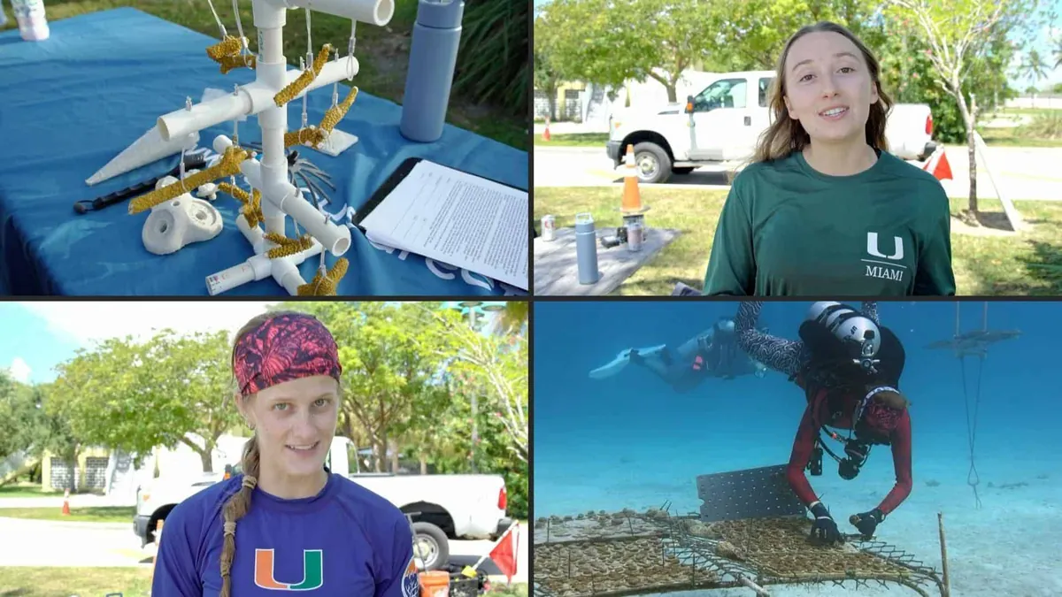 VIDEO | Científicos de Florida buscan corales resistentes al calor ante el cambio climático